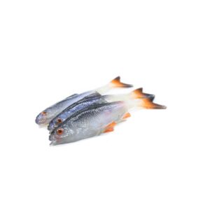 REALFISH PŁOĆ 8CM JASKÓŁKA